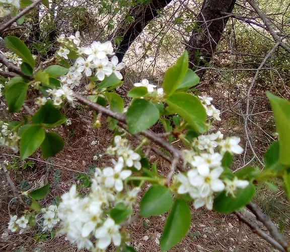 Casa Pili بيت للعطل Los Cerezos